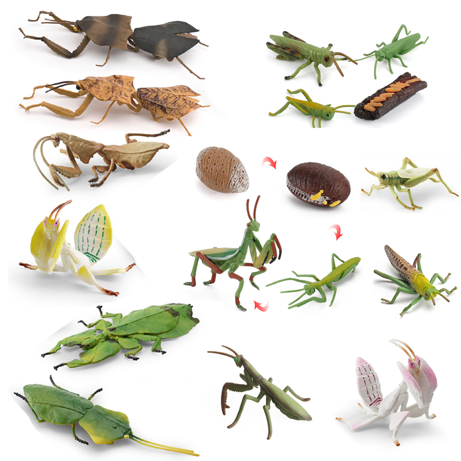 Orchid Kids Education - Realistische Orchidee Mantis Dode Blad Mantis