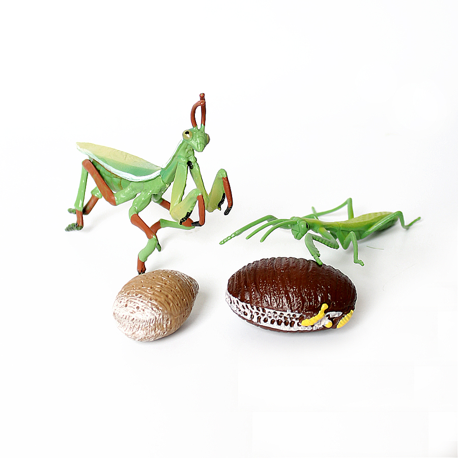 Realistische Orchidee Mantis D - Orchid Kids Education recensie en prijs
